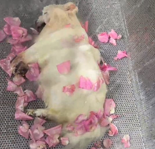 沈河区宠物水化电话