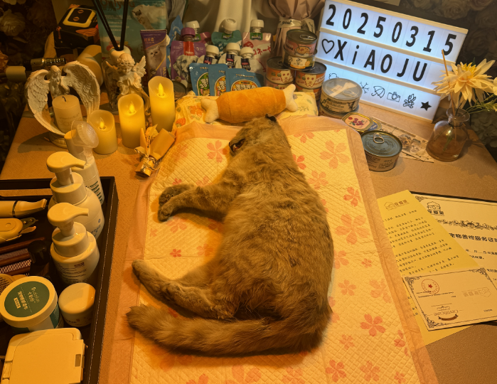 沈河区沈阳宠物善后哪家好