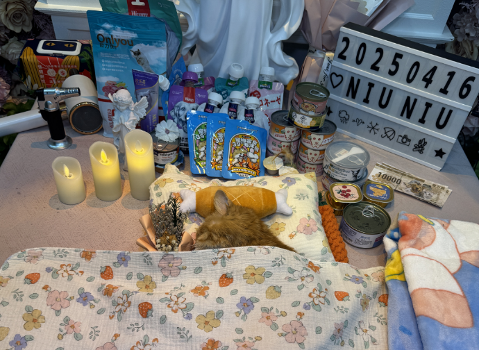 沈河区沈阳宠物殡葬电话-如何将自己的宠物安葬呢